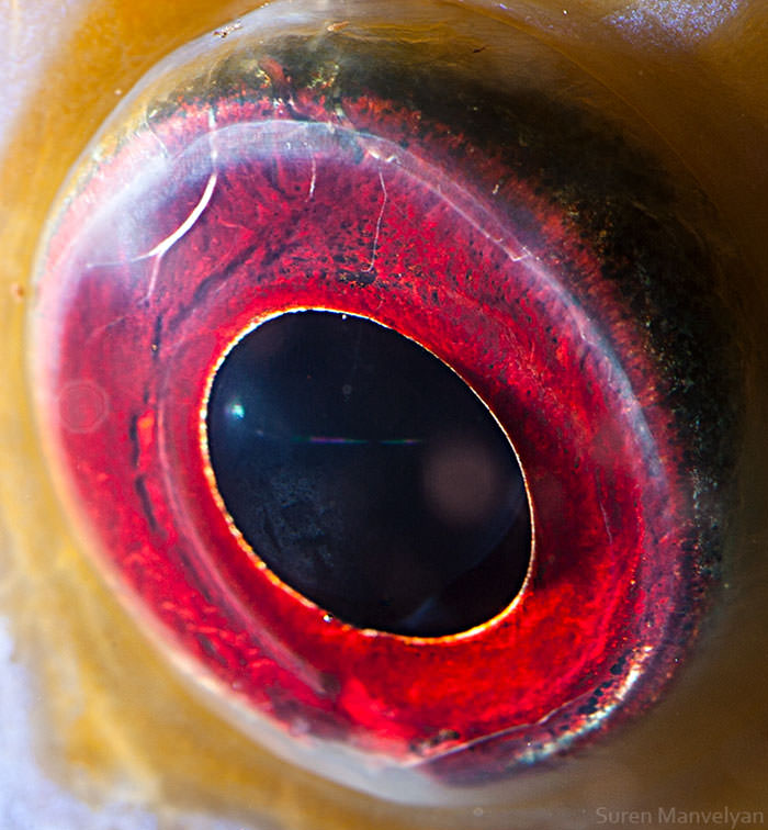 Discus fish eye/ Soran Manoulian