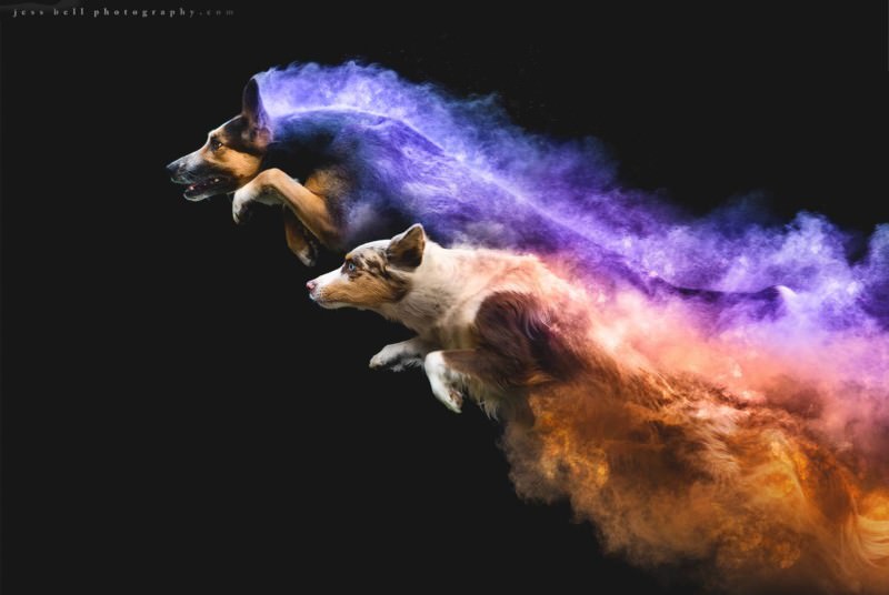 Dog and colored powder