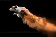 Dog and colored powder