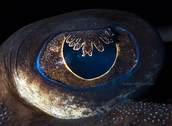 Eye of a ray fish / Soran Manolian