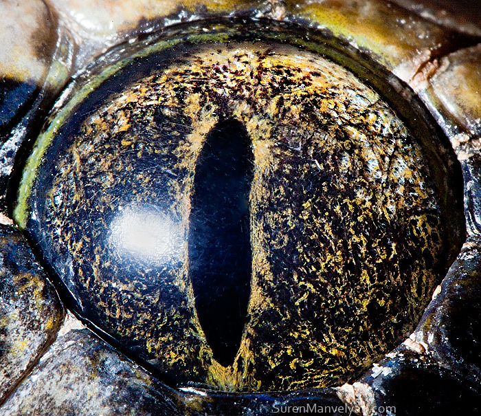 Eye of the Python Tiger / Soran Manoliyan