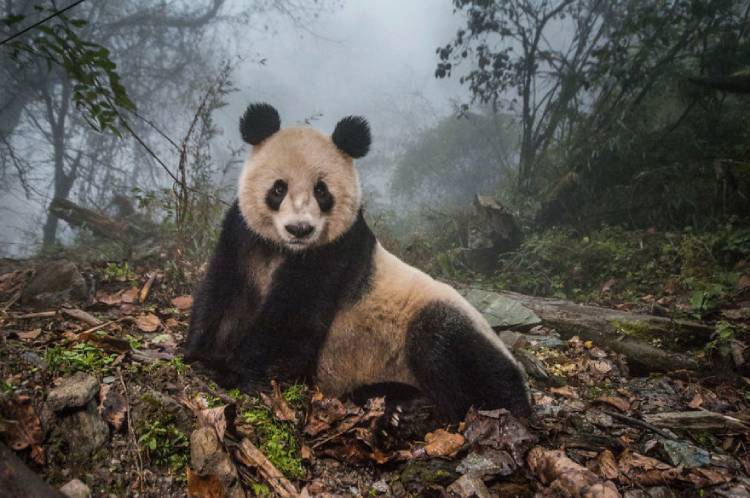 Finalist of the "Terrestrial Wildlife" category: "Yi Yi in the fog";  Photographer: Amy Vitali