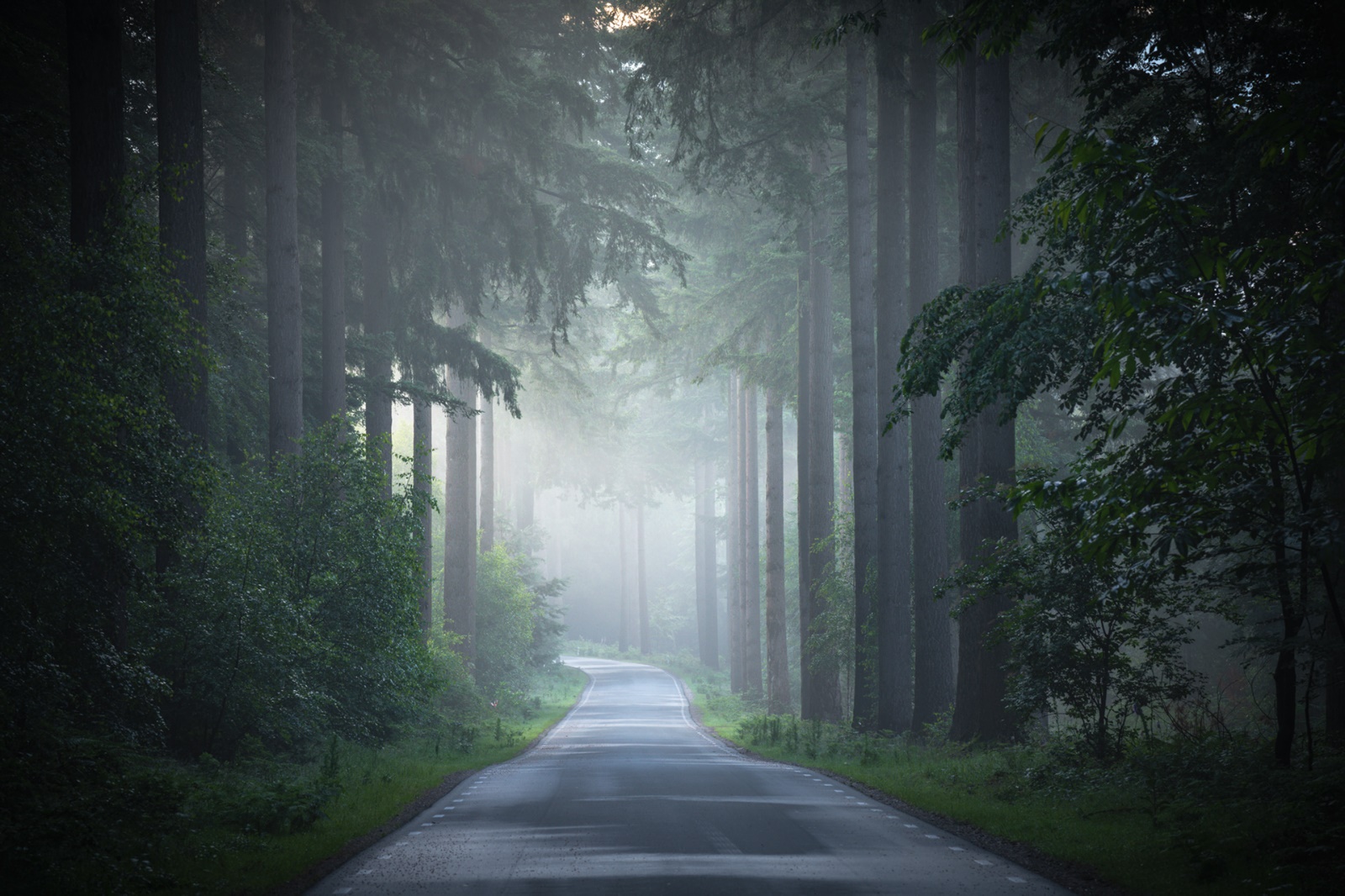 Finnish forest road in the fog / Albert Druss