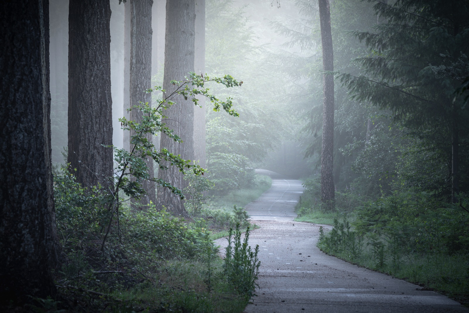 Finnish forest road in the fog / Albert Druss