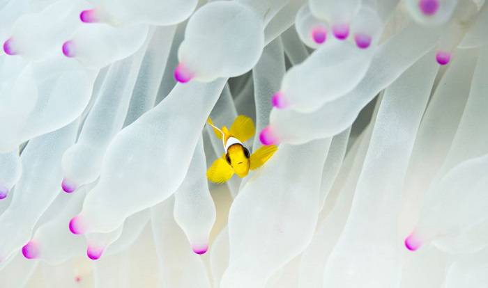 Fish among sea anemones