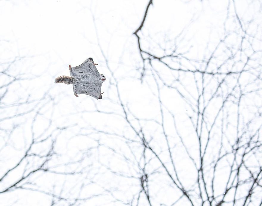Flying Squirrel / Natsumi Handa