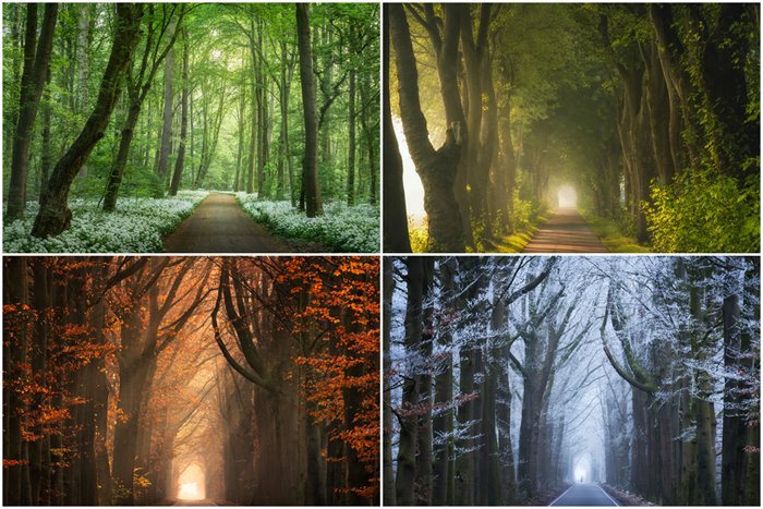foggy forest roads; Beautiful pictures of the change of season in the Netherlands