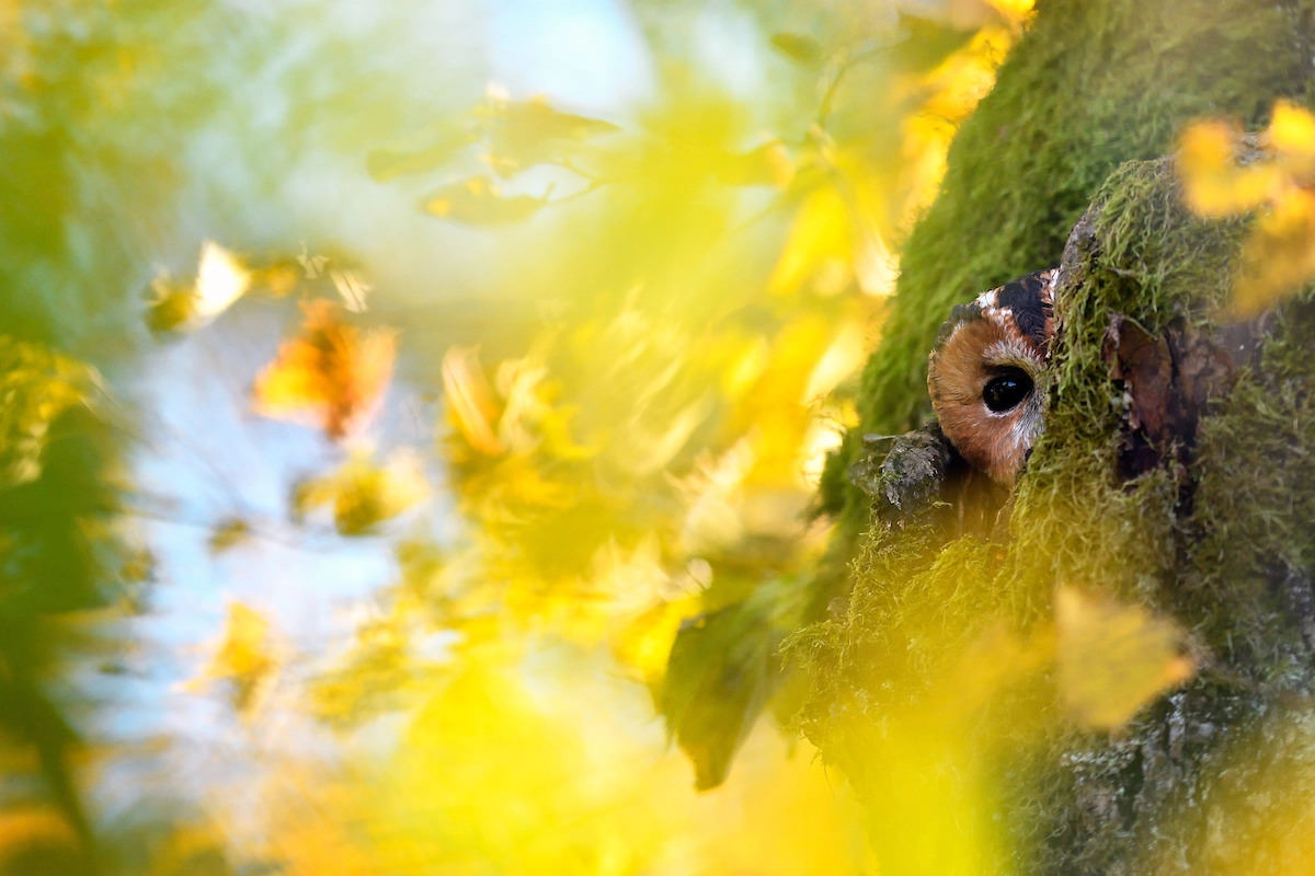Forest Owl / Lukas Jabonski / WildArt Photographer of the Year Eyes category
