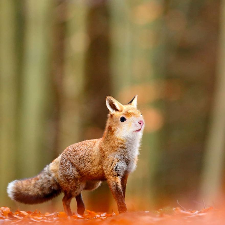 Fox and squirrel animal hybrid