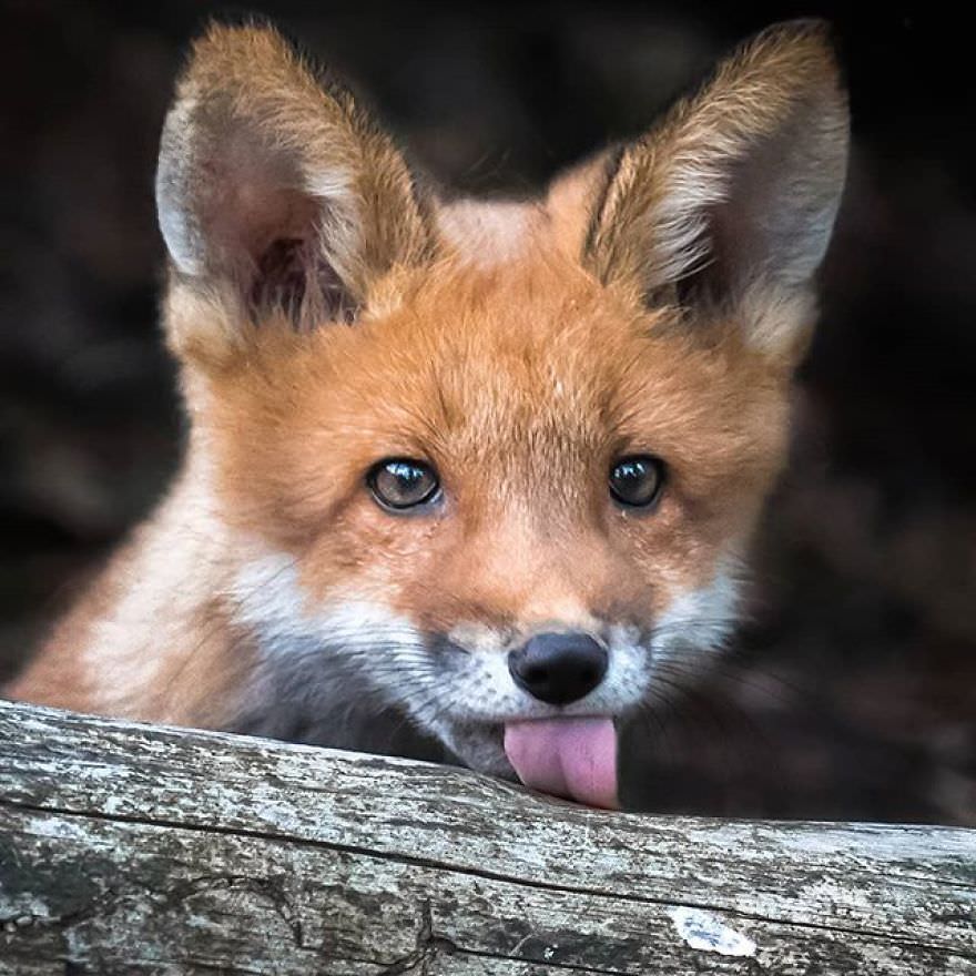 Fox baby / Asi Saarinen