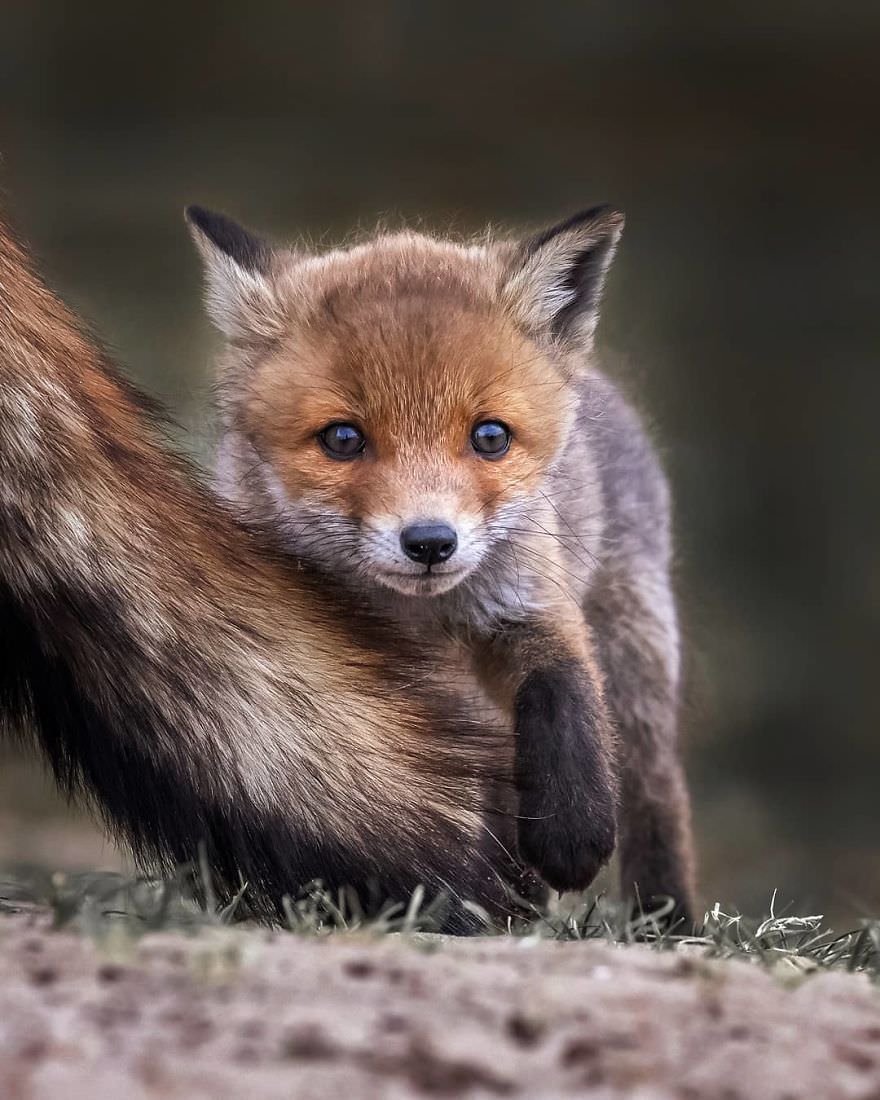 Fox baby / Asi Saarinen