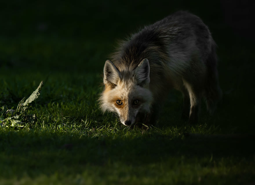 Fox in the Green Nature / Brooke Bartelson