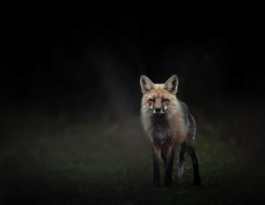 Fox on a dark background / Brooke Bartelson