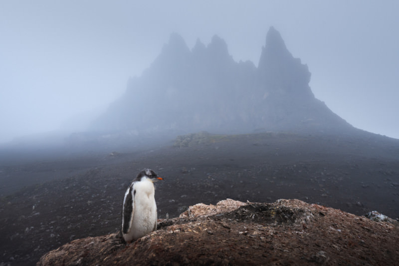 Gentoo penguin chick on the dark background of a peak