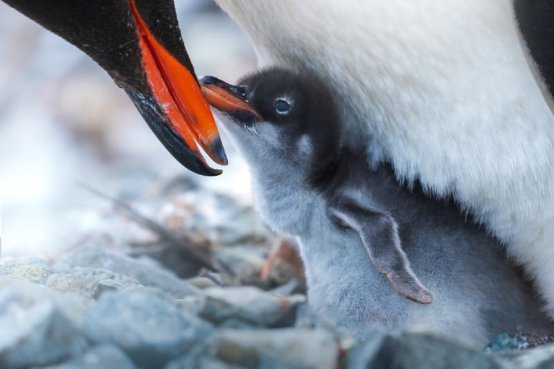 Gentoo penguin feeding his chick