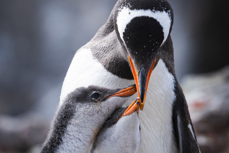Gentoo penguin feeding his two chicks