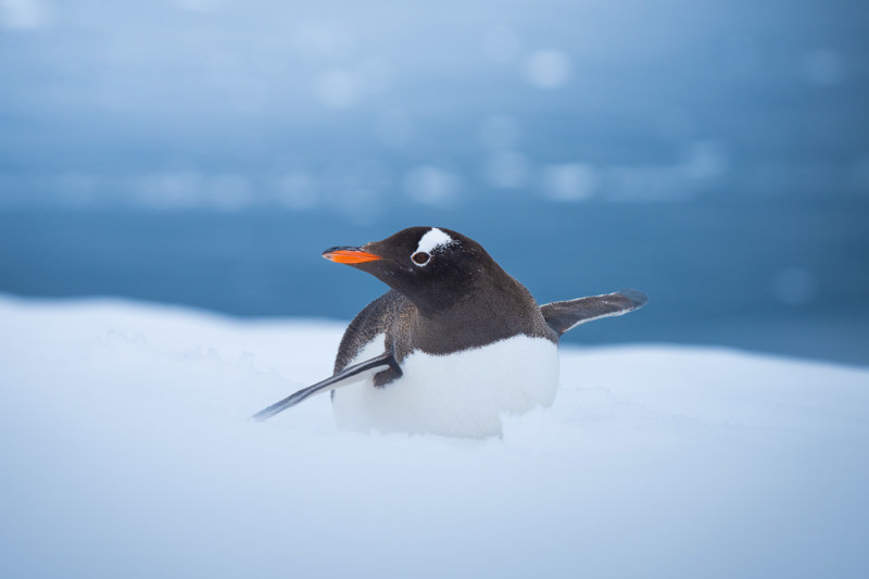 Gentoo penguin having fun