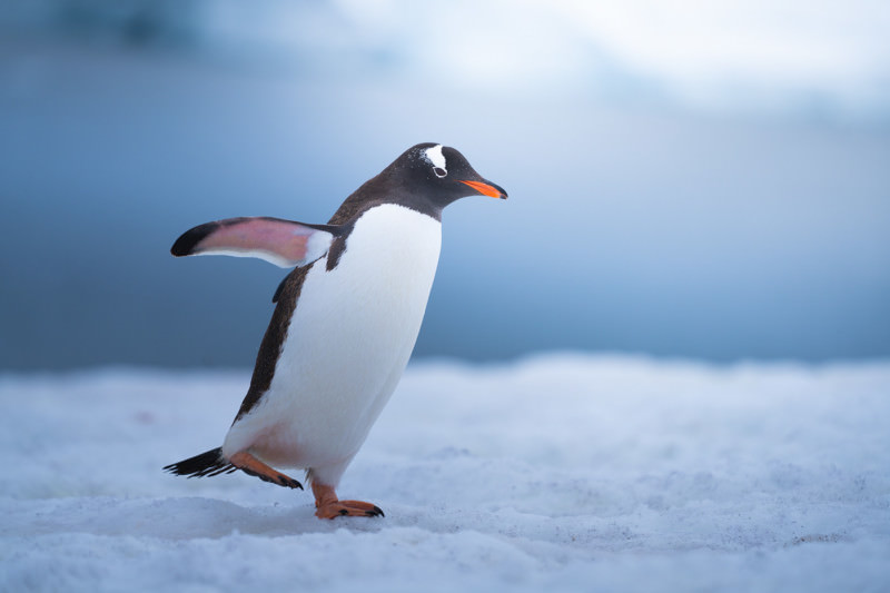 Gentoo penguins on the snow