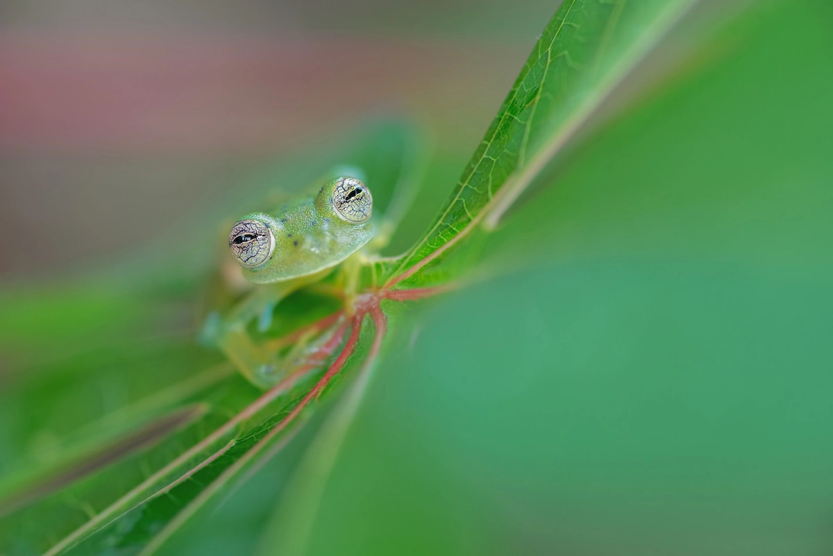 Glass Frog Eyes / Alessandro Chizzi / Italy / WildArt Photographer of the Year Eyes category