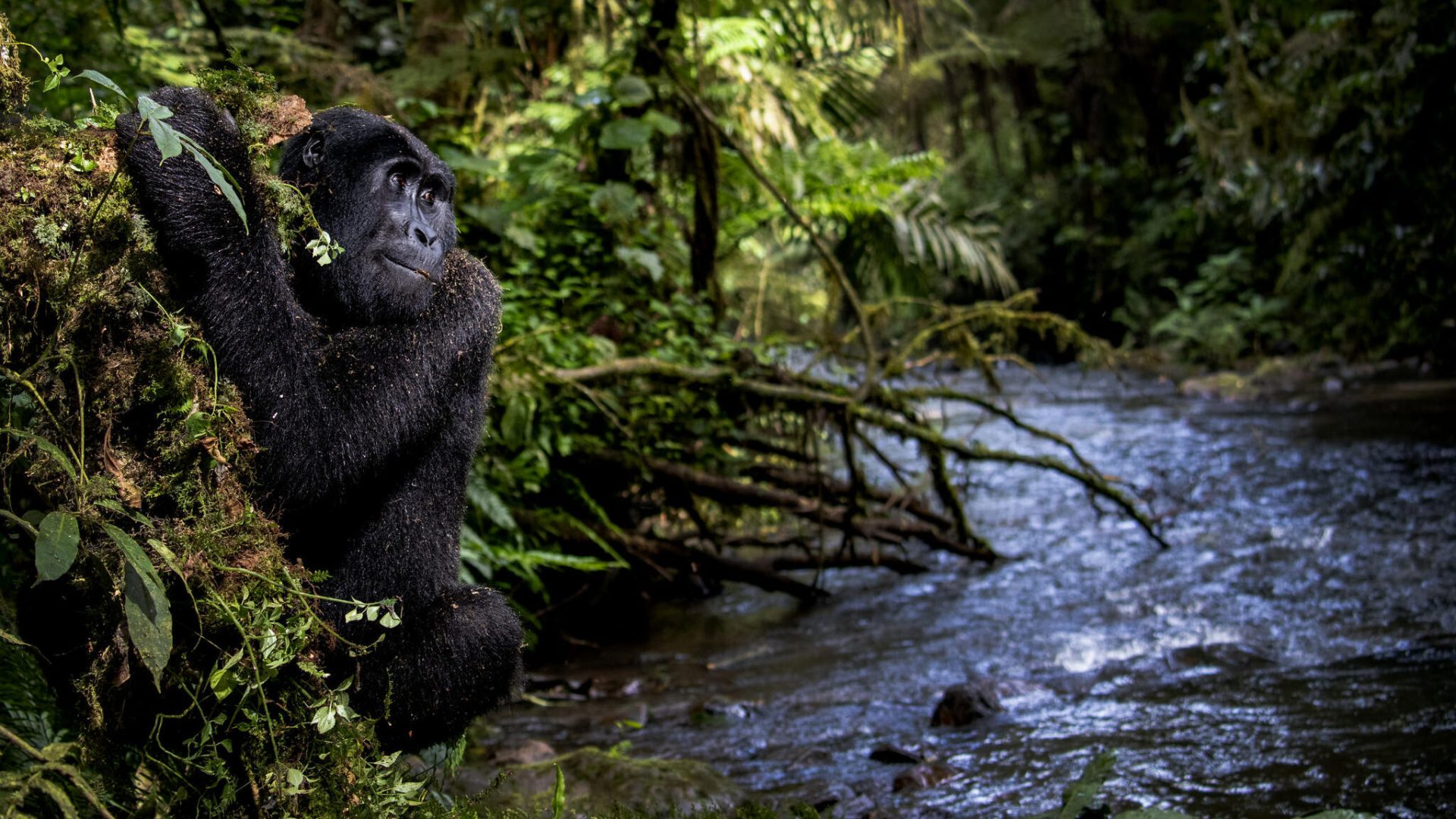 Gorilla by the water / Kathleen Ricker / 2021 environmental photography competition