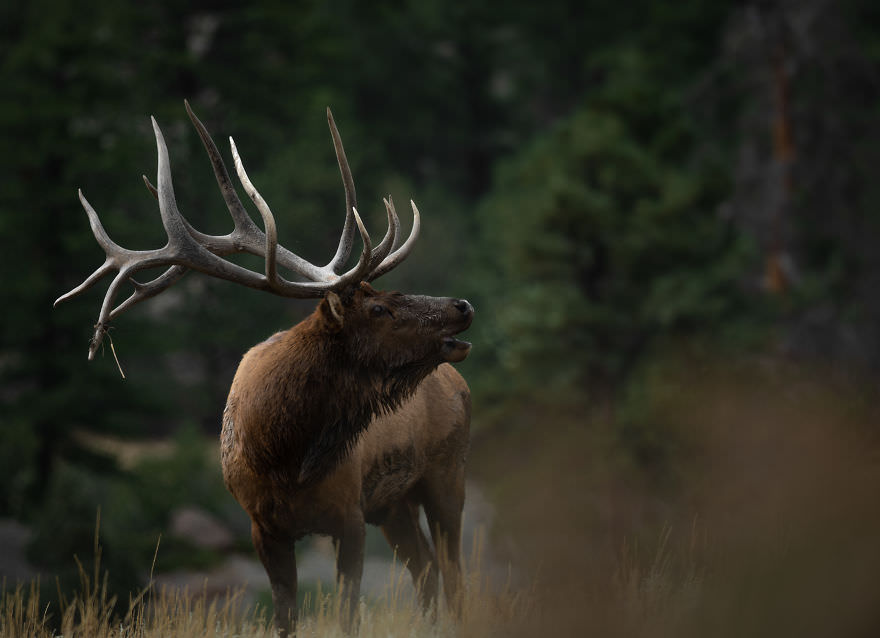 Great Northern Elk / Brooke Bartelson