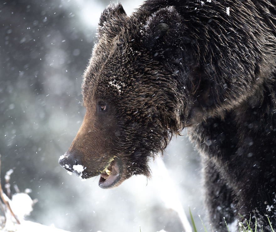Grizzly bear in the winter snow / Brooke Bartelson