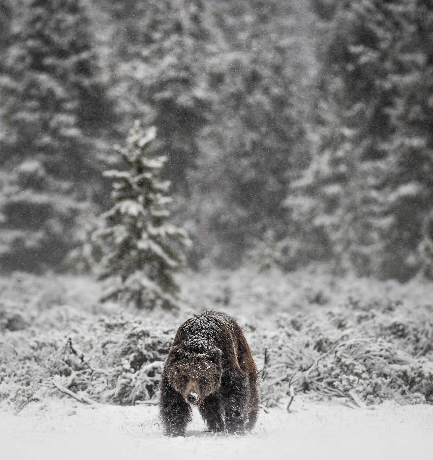 Grizzly bear in winter / Brooke Bartelson