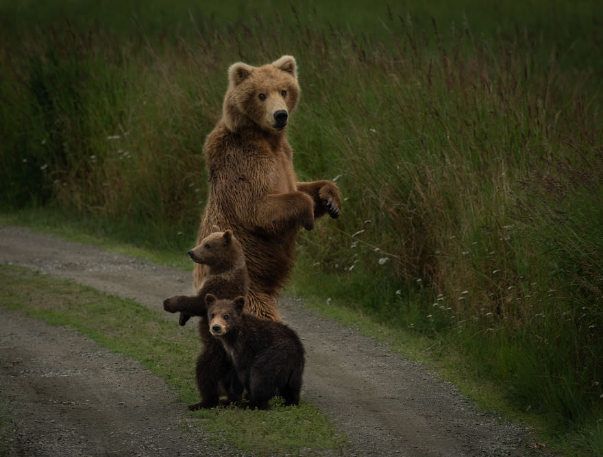 Grizzly bears in the wild / Brooke Bartelson
