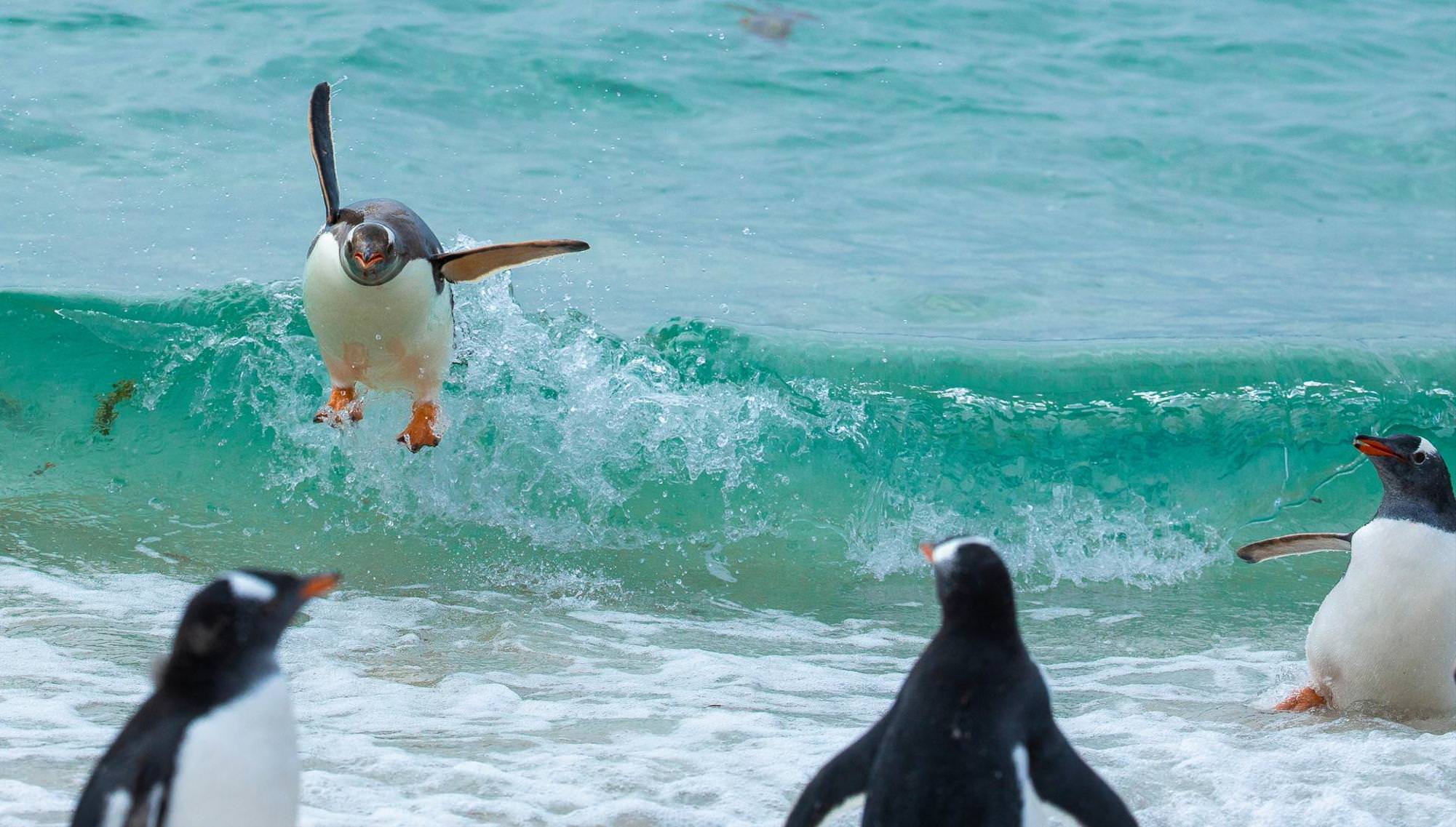Happy Surfer Penguin /Tom Svensson/ wildlife comedy photography contest