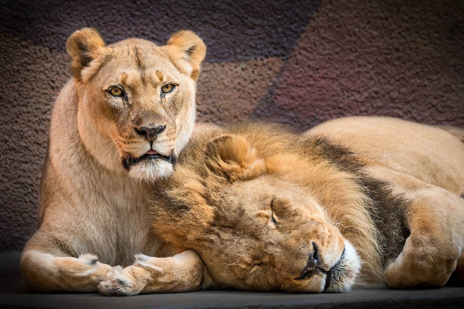 Hubert and Kalisa, two loving lions who were euthanized