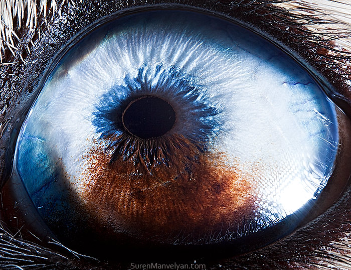 Husky eyes/ Soran Manoliyan