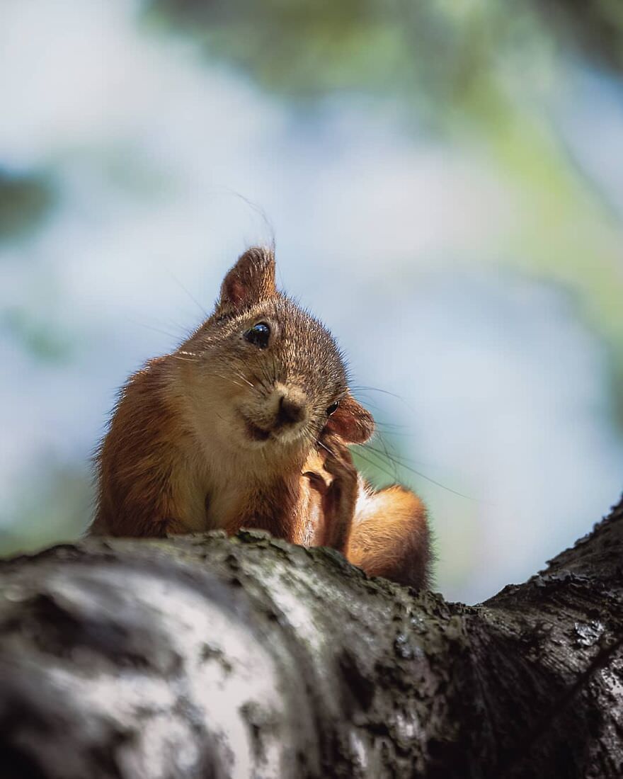 Ian Granstrom/The Finnish Squirrel