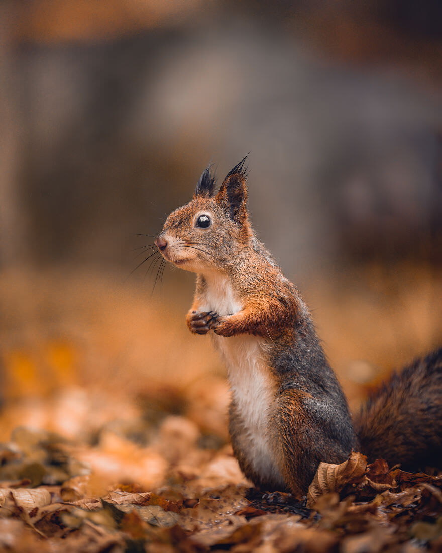 Ian Granstrom/The Finnish Squirrel