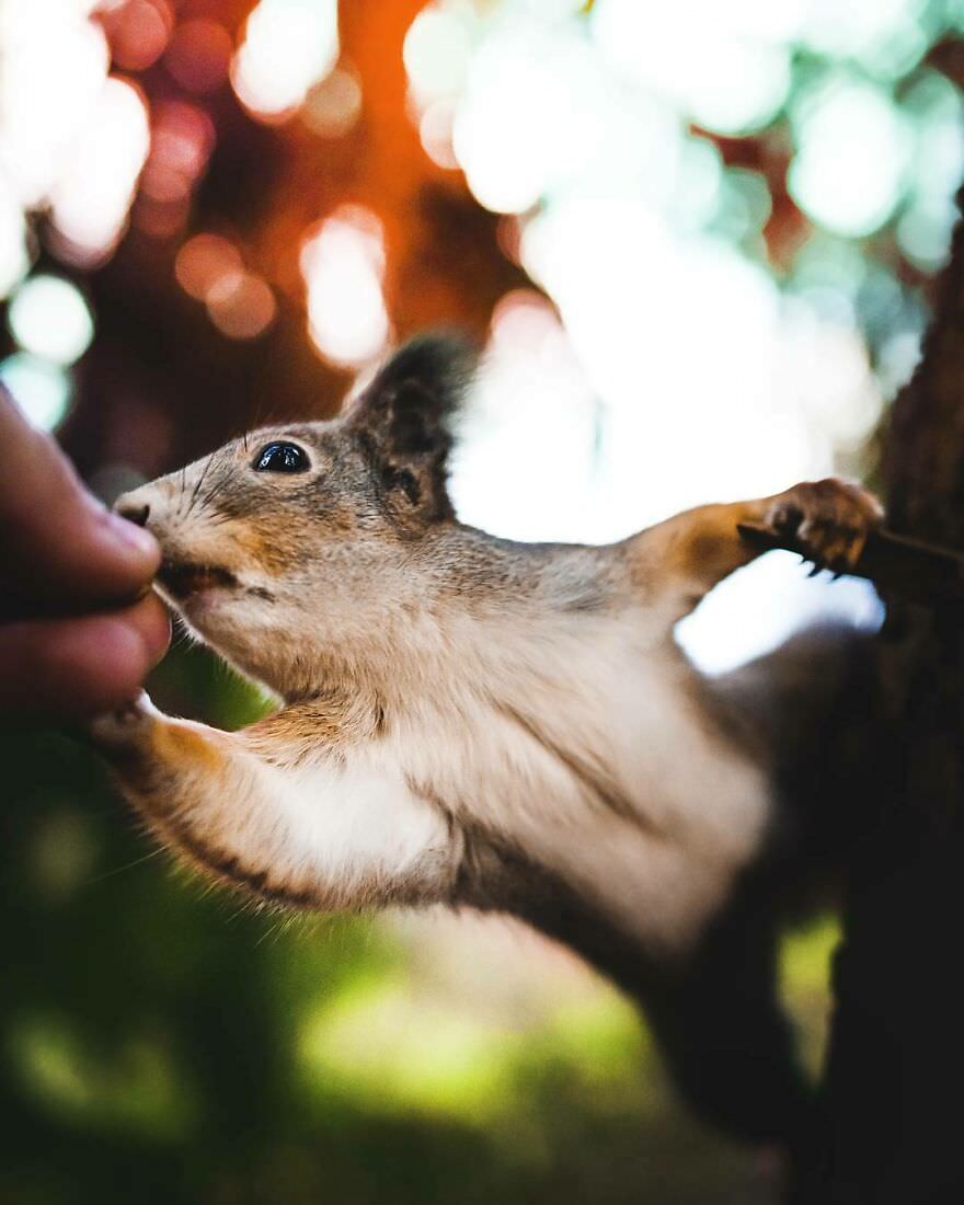 Ian Granström/The Finnish Squirrel and the Human Hand