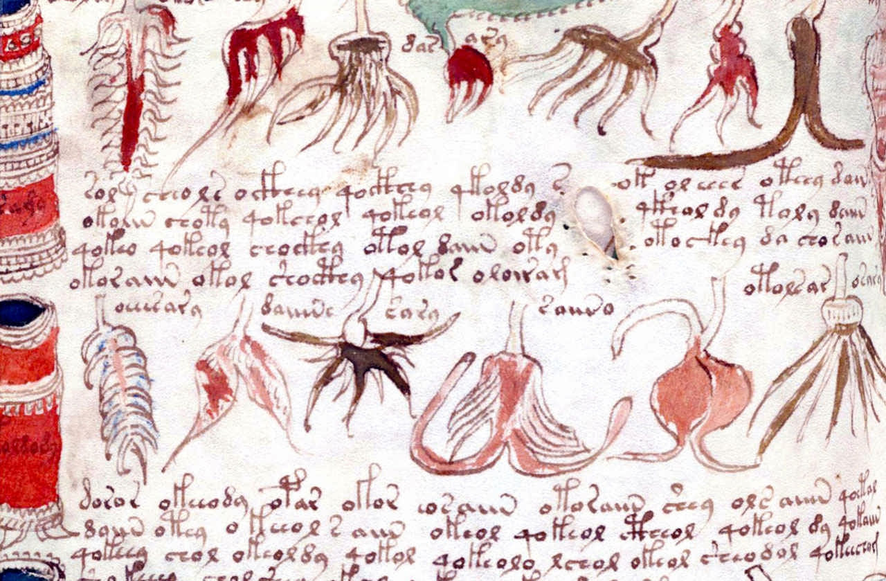 Illustrations of Exotic Plants of the Voynich Manuscript