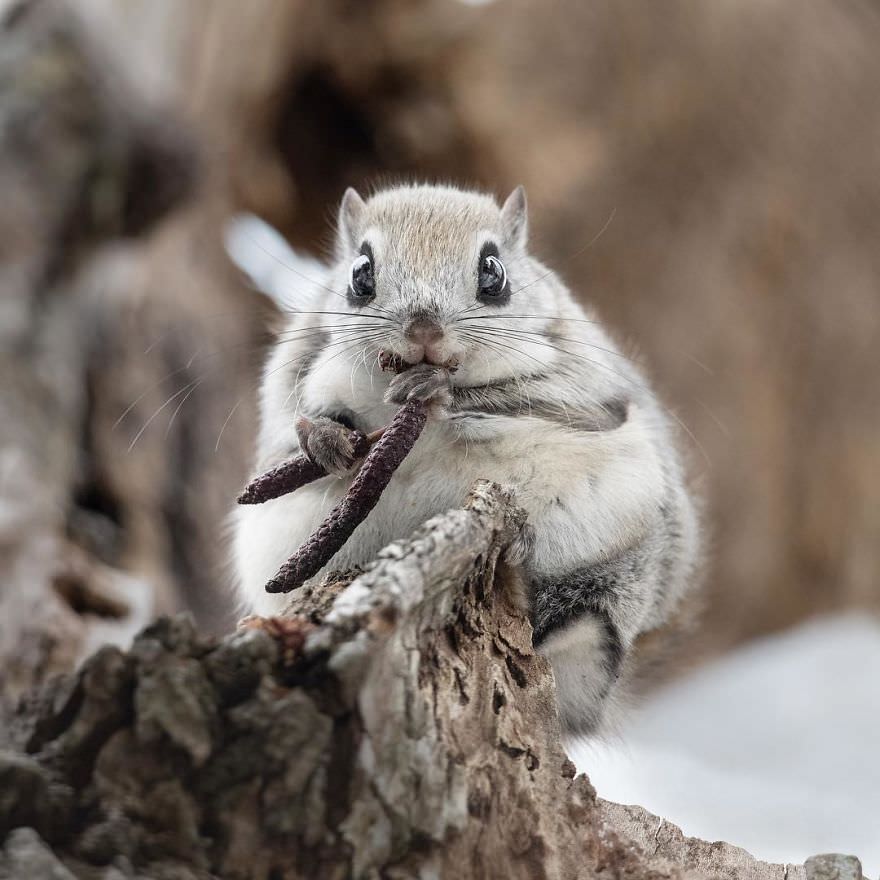 Japanese pygmy flying squirrel eating / Natsumi Handa