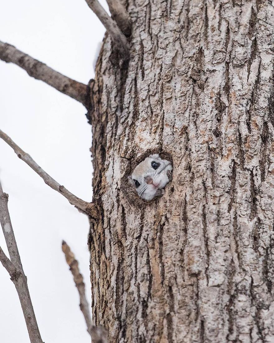 Japanese pygmy flying squirrel in a tree hole / Natsumi Handa