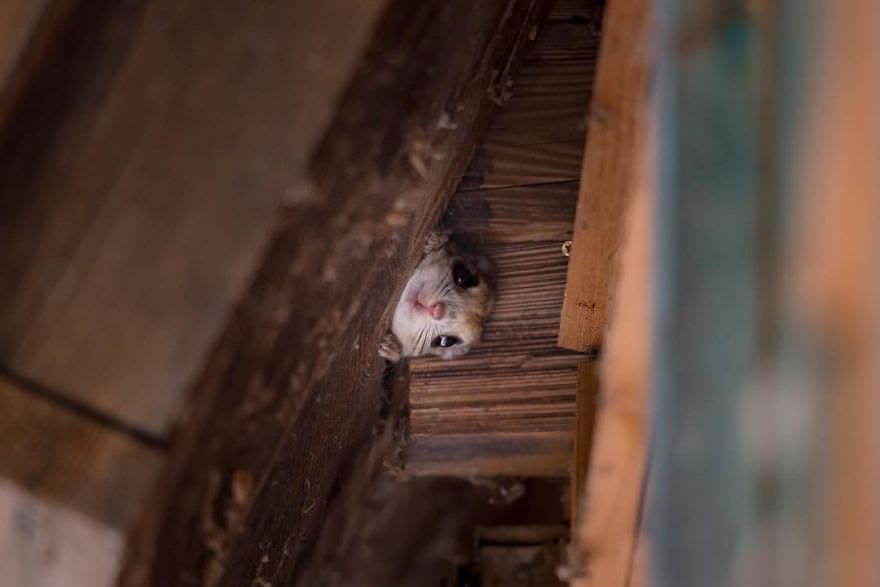Japanese pygmy flying squirrel in hiding / Natsumi Handa