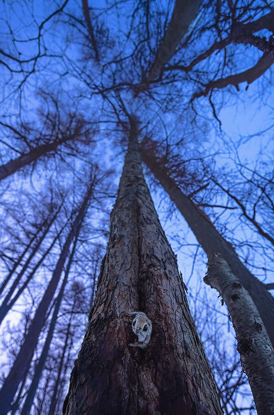 Japanese pygmy flying squirrel on a tree / Natsumi Handa