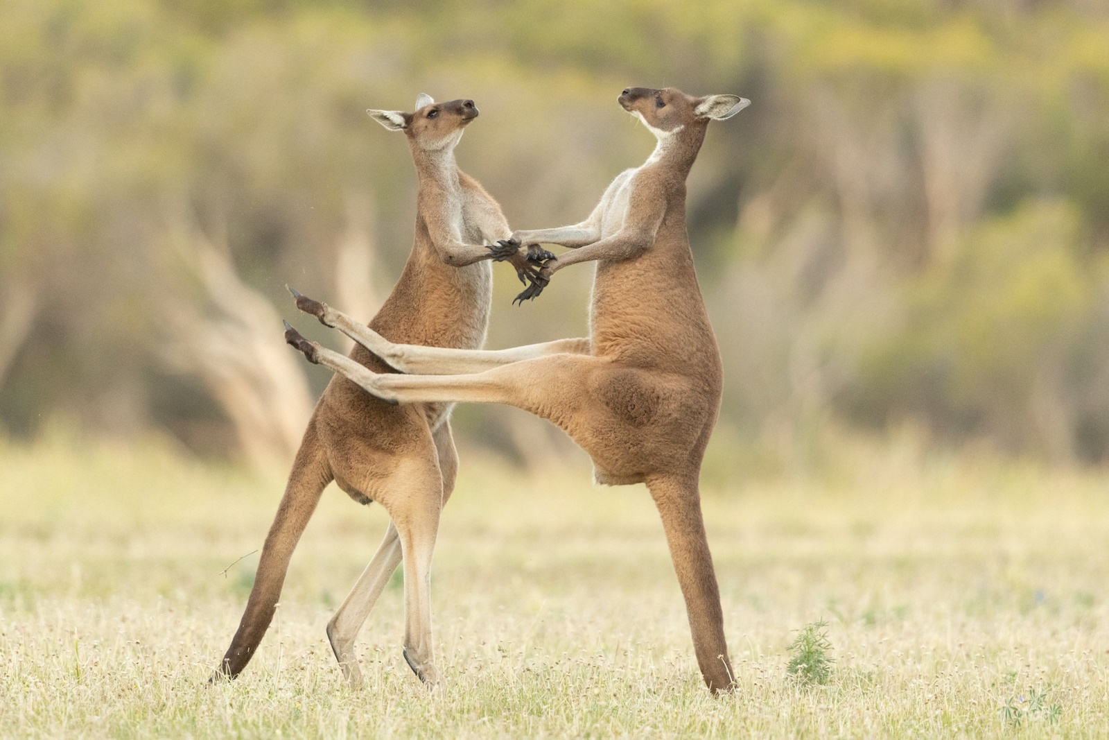 Kangaroo Fight / Leah Escadan / Wildlife Comedy Photography Contest