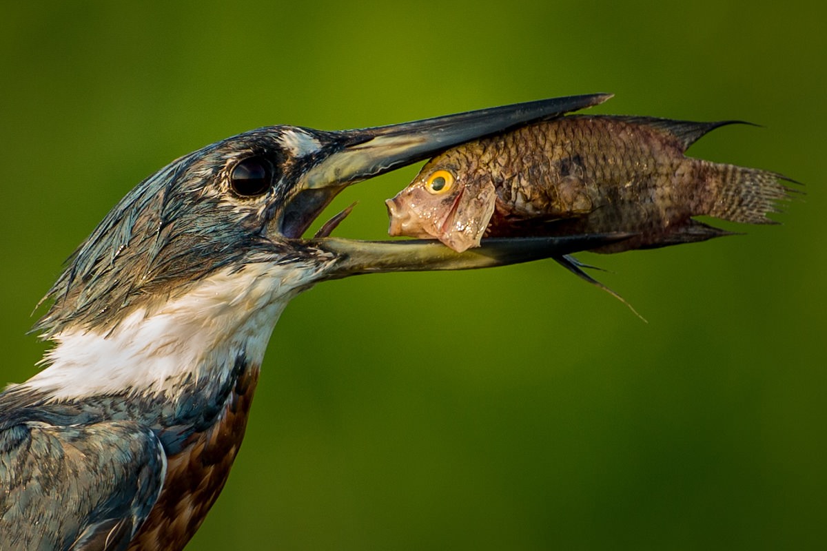 Kingfisher / Texma Garcia Lasca / Wildlife Comedy Photography Contest
