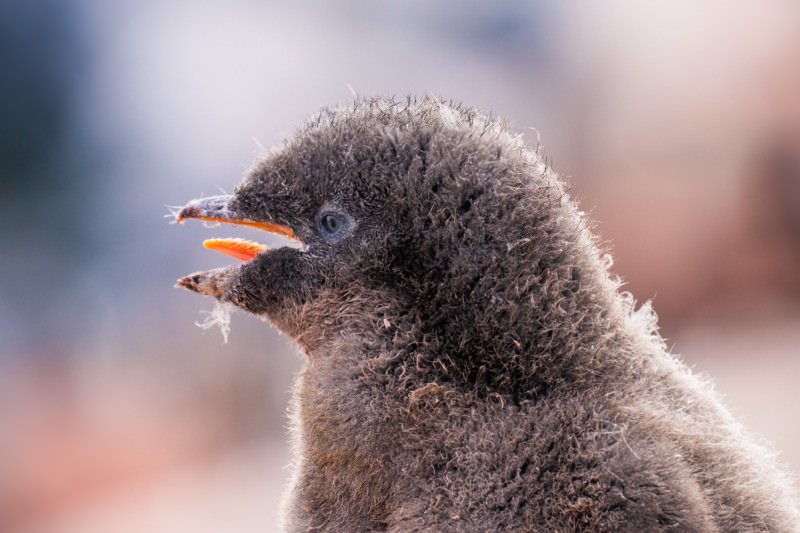 Little Adele penguin chick