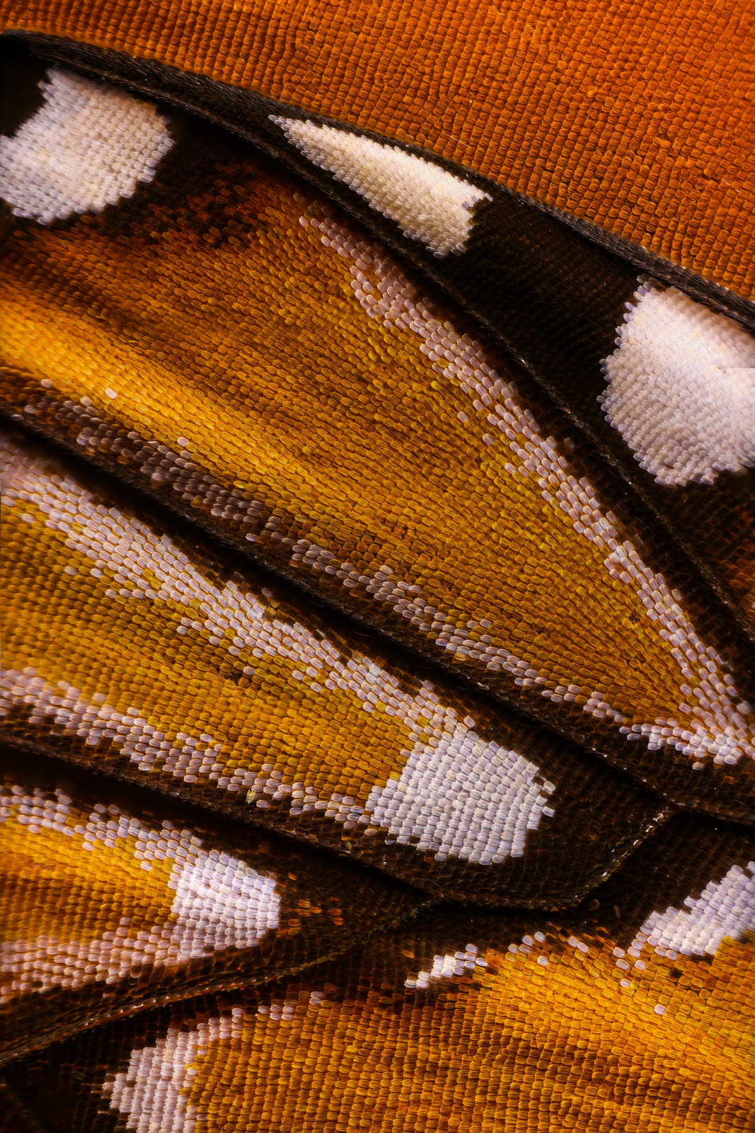 Macro images of butterfly wings