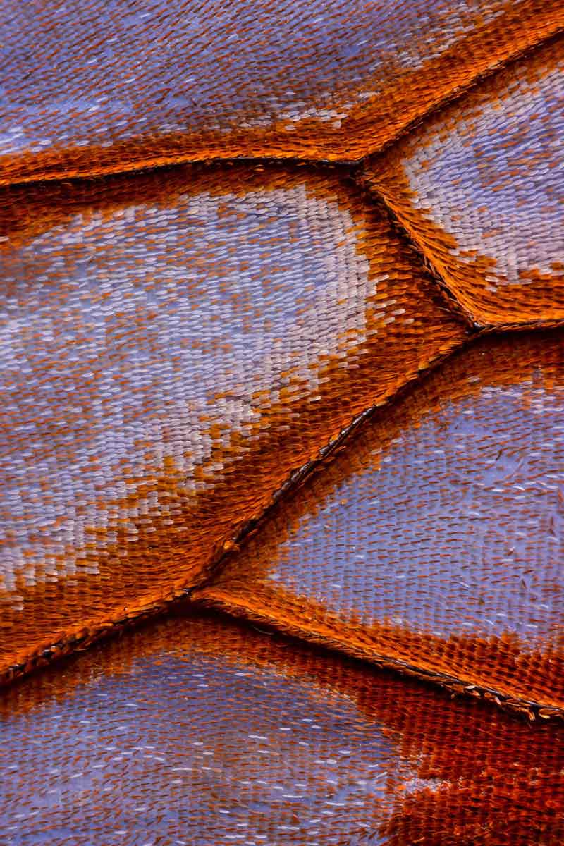 Macro photography of butterfly wings