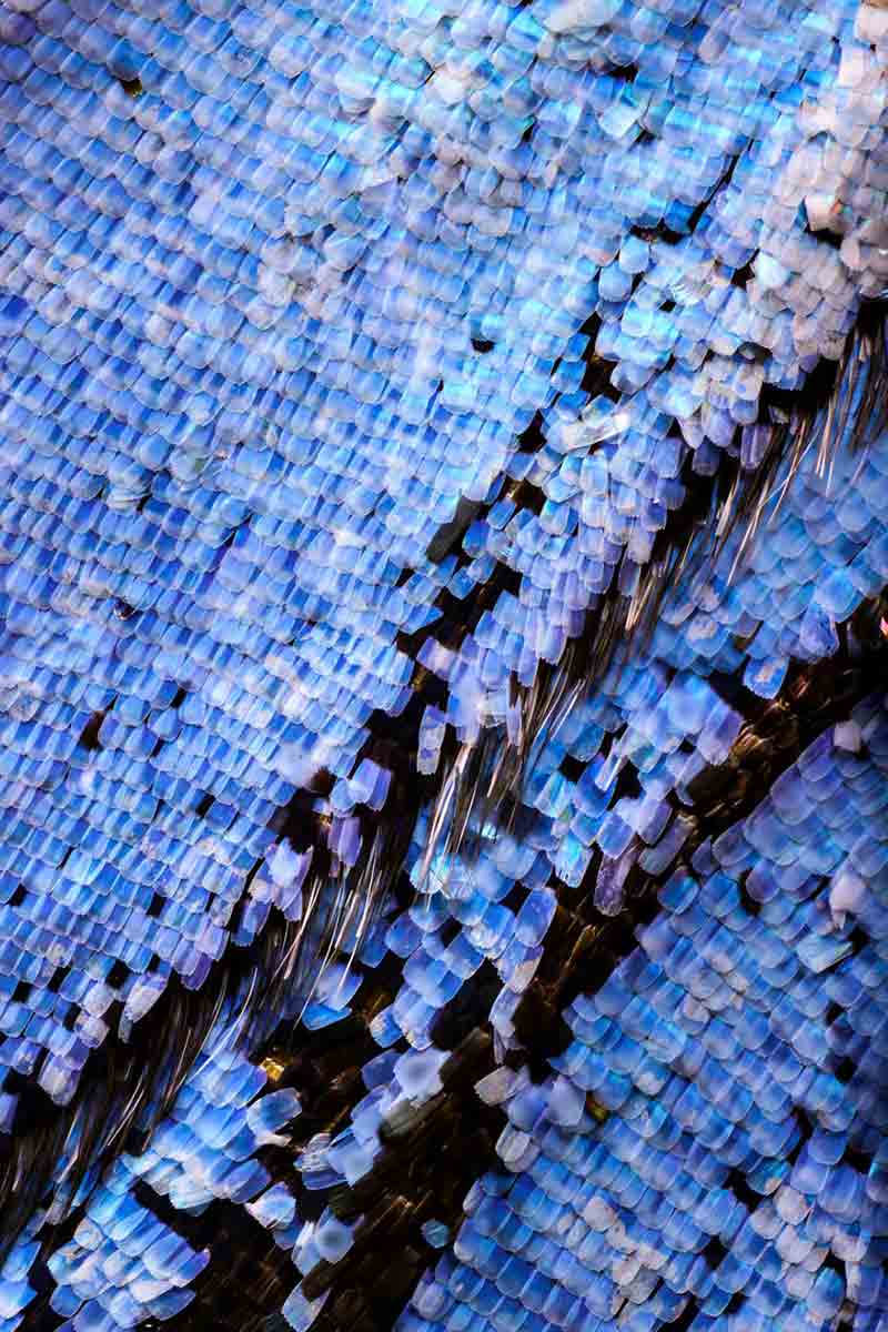 Macro photography of butterfly wings