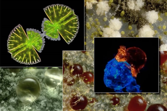 microscopic time lapses; Nikon's portal to the small world on the move