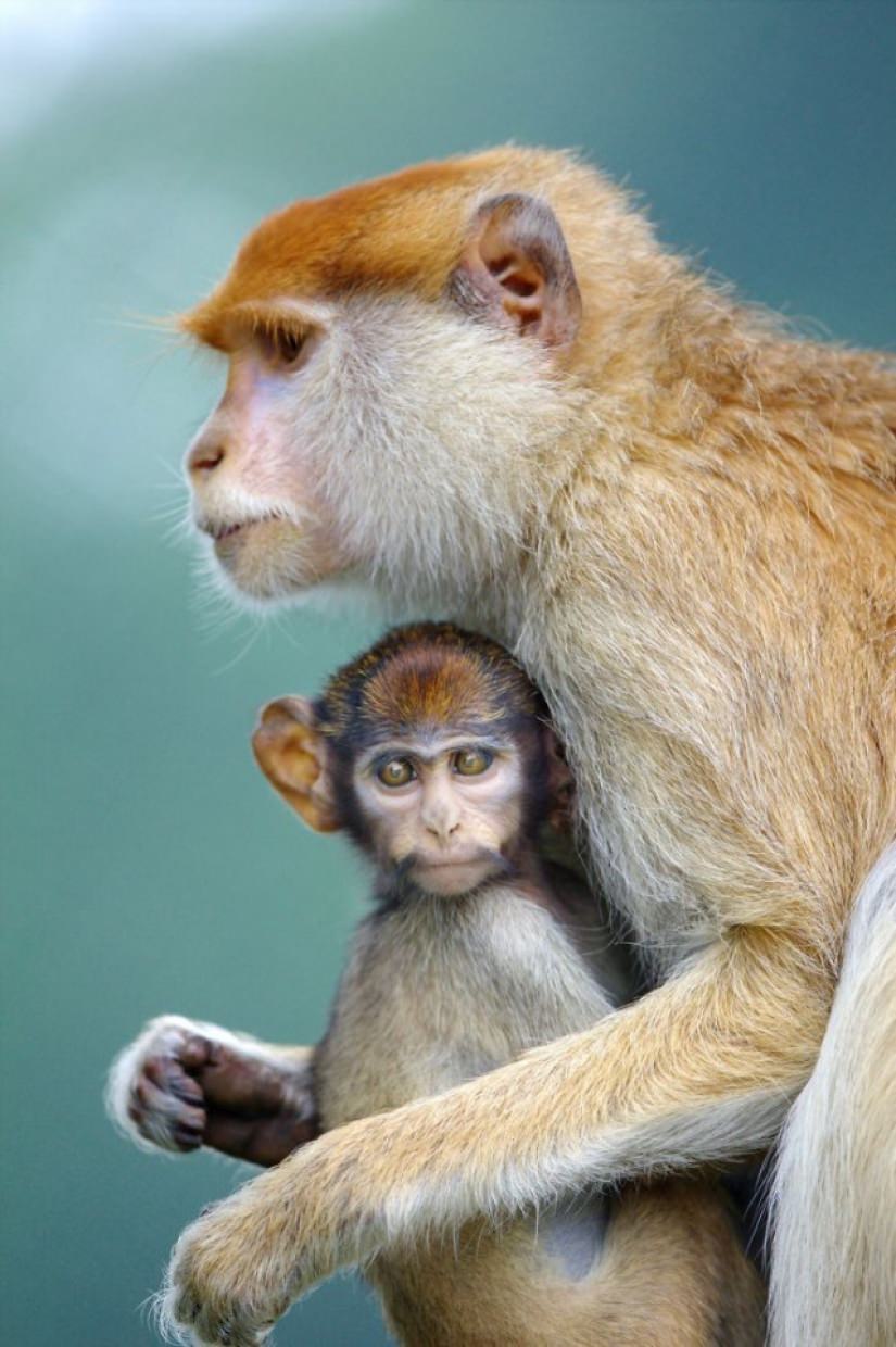 Monkey / Goran Anastazovsky