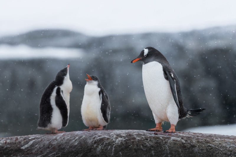 Mother gentoo penguin watching her two chicks play