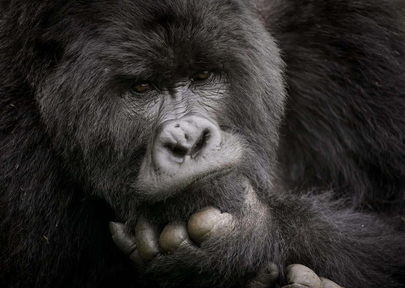 Mountain silverback gorillas