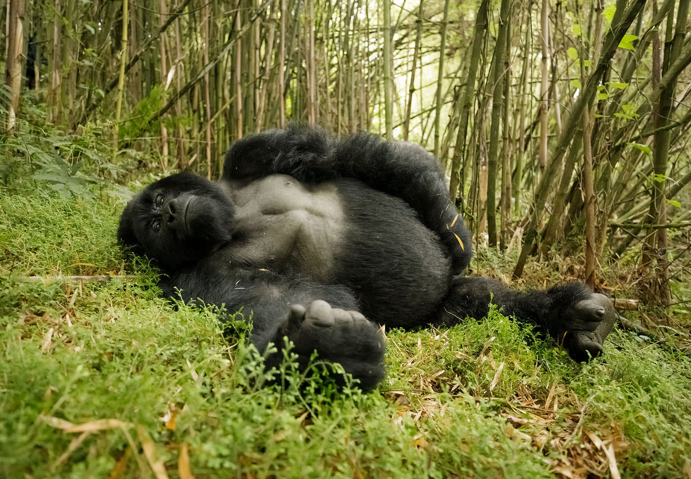Mountain silverback gorillas